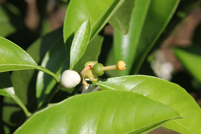 花びらの落ちた、花芯の根元に実となる部分ができかかっている