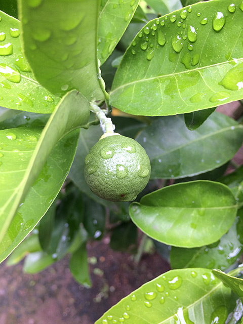 果実が大きくなり、柑橘類の形になっている。葉と実にたくさんの水滴がついている。