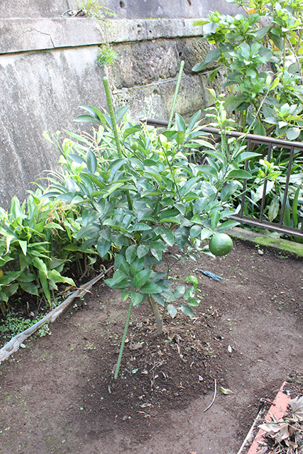 果実が1つだけついている甘夏の幼木