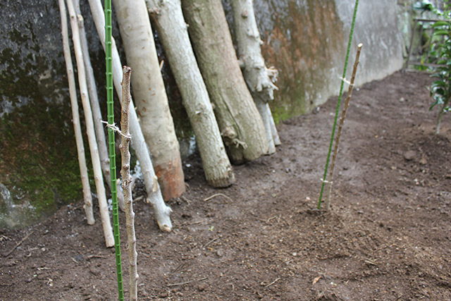 棒状の茎のみの杏の苗