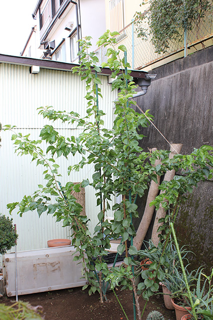 杏の木が大きくなって、奥の物置小屋より大きくなっている