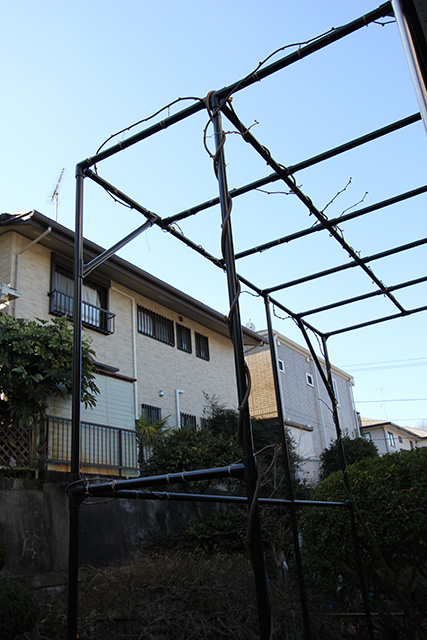 晴れ渡った冬空の下、葉が落ち、茎だけとなった蔓に巻かれた、キウイの棚を見上げる