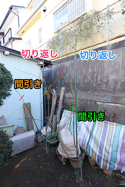 アンズの若樹の写真に、剪定作業のポイント（切り返し場所、間引き場所）が記されている