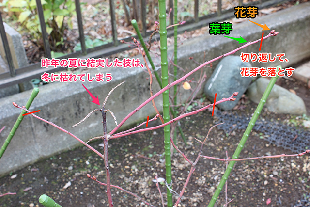 ブルーベリーの若樹の写真に、切り返して花芽を落とすポイントが記されている。「昨年の夏に結実した枝は冬に枯れてしまう」の記述も。