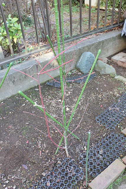 剪定が済んだ、ブルーベリーの若樹の写真。