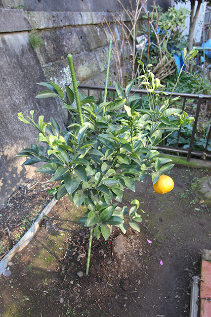 甘夏の若樹の写真、青々とした葉が茂り、実が1つついている