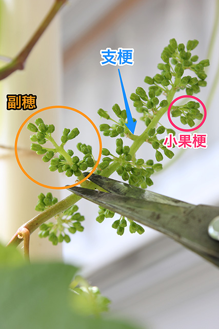 ハサミでぶどうの若い果房の整形をしている。実の写真には「副穂」「支梗」「小果梗」の部分の位置が記されている