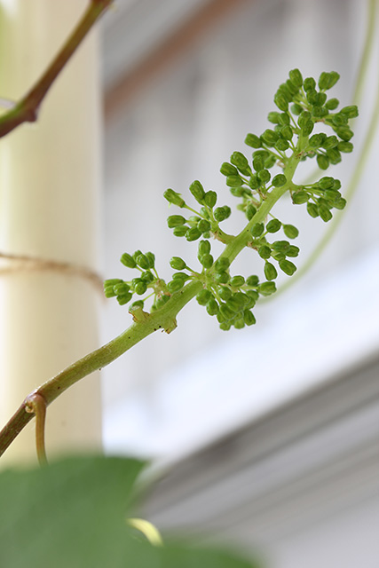 整形後のぶどうの若い果房。実の枝元の部分をカットして実の数を減らしている