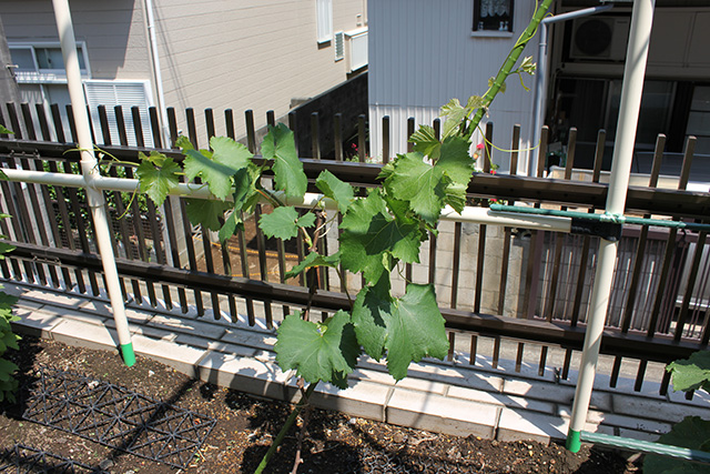 塀の脇の花壇に「多摩ゆたか」の苗木が植えられている