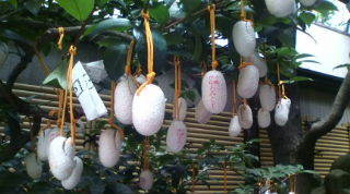木に吊るされている、小綱神社の繭玉のおみくじ